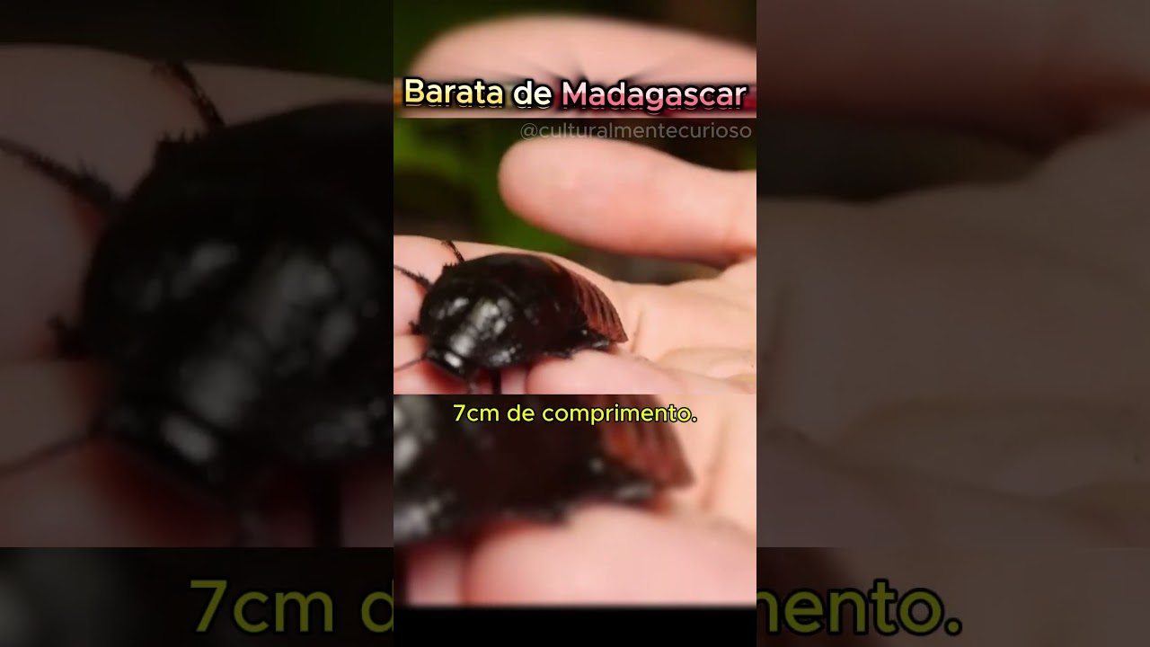 Barata de Madagascar: A Maior do Mundo! #curiosidades #curiosidadesculturais #insetos