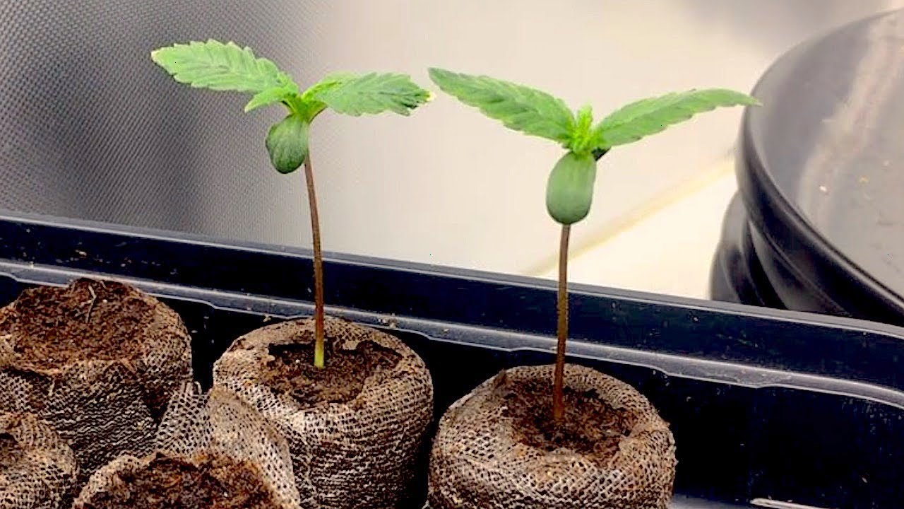 Autoflower Cannabis Seedling Time Lapse (Day 1 - 12)