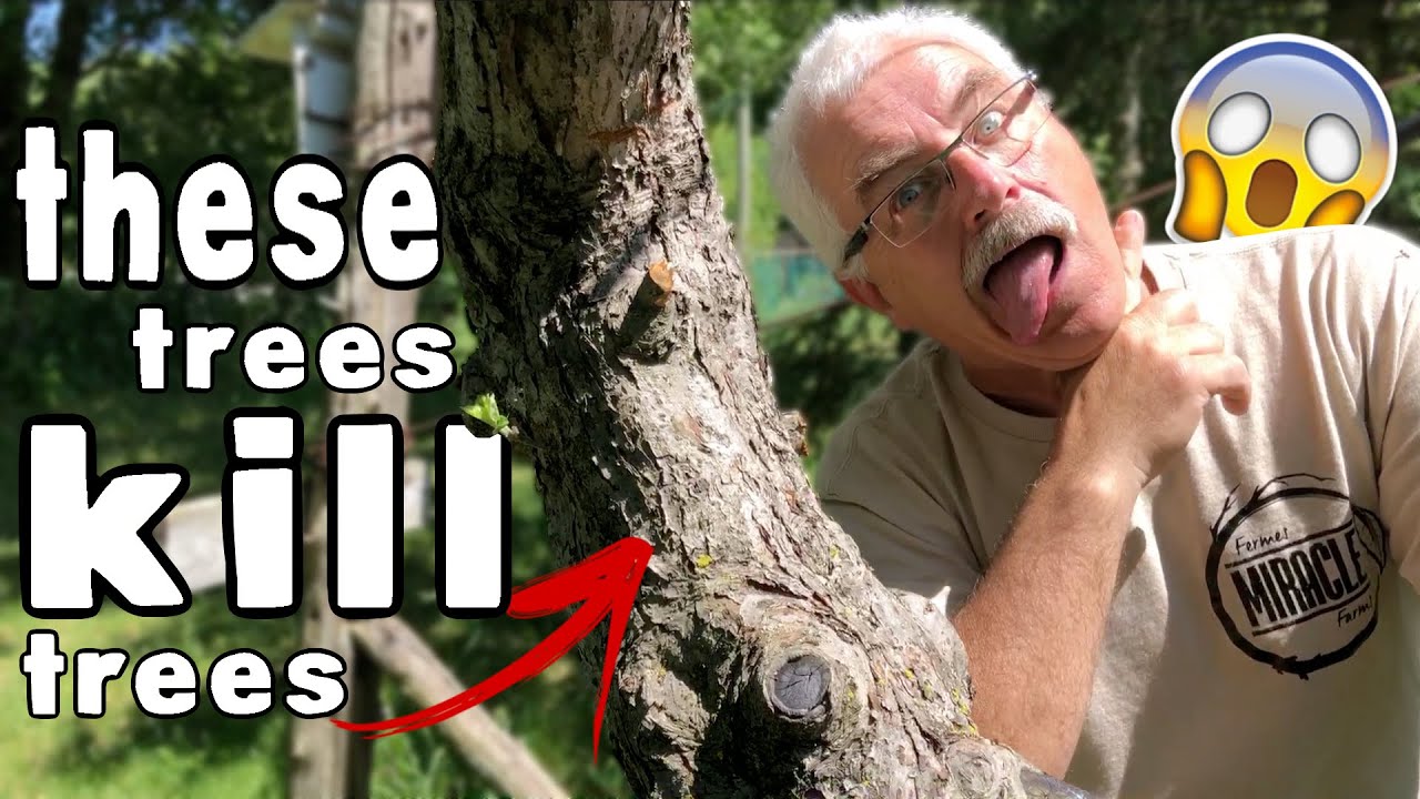 WHY WALNUT TREES are KILLING my Fruit Trees!