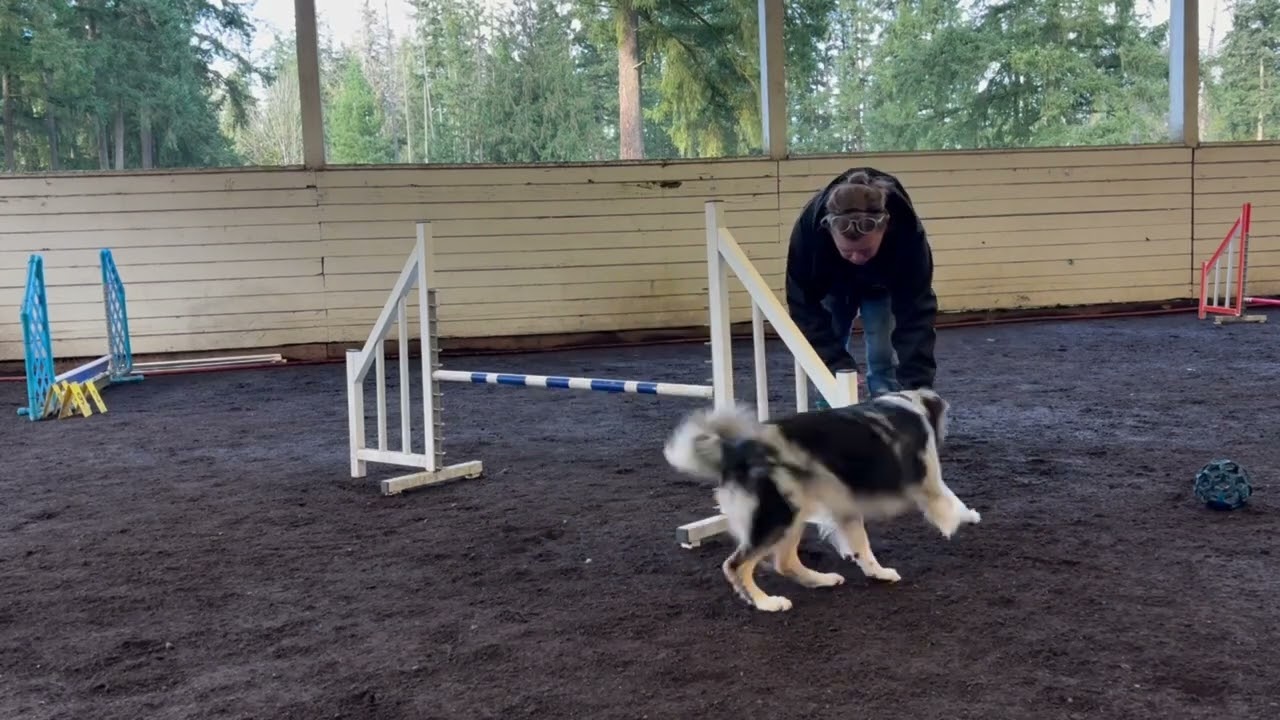 True Collection Agility Jump Training