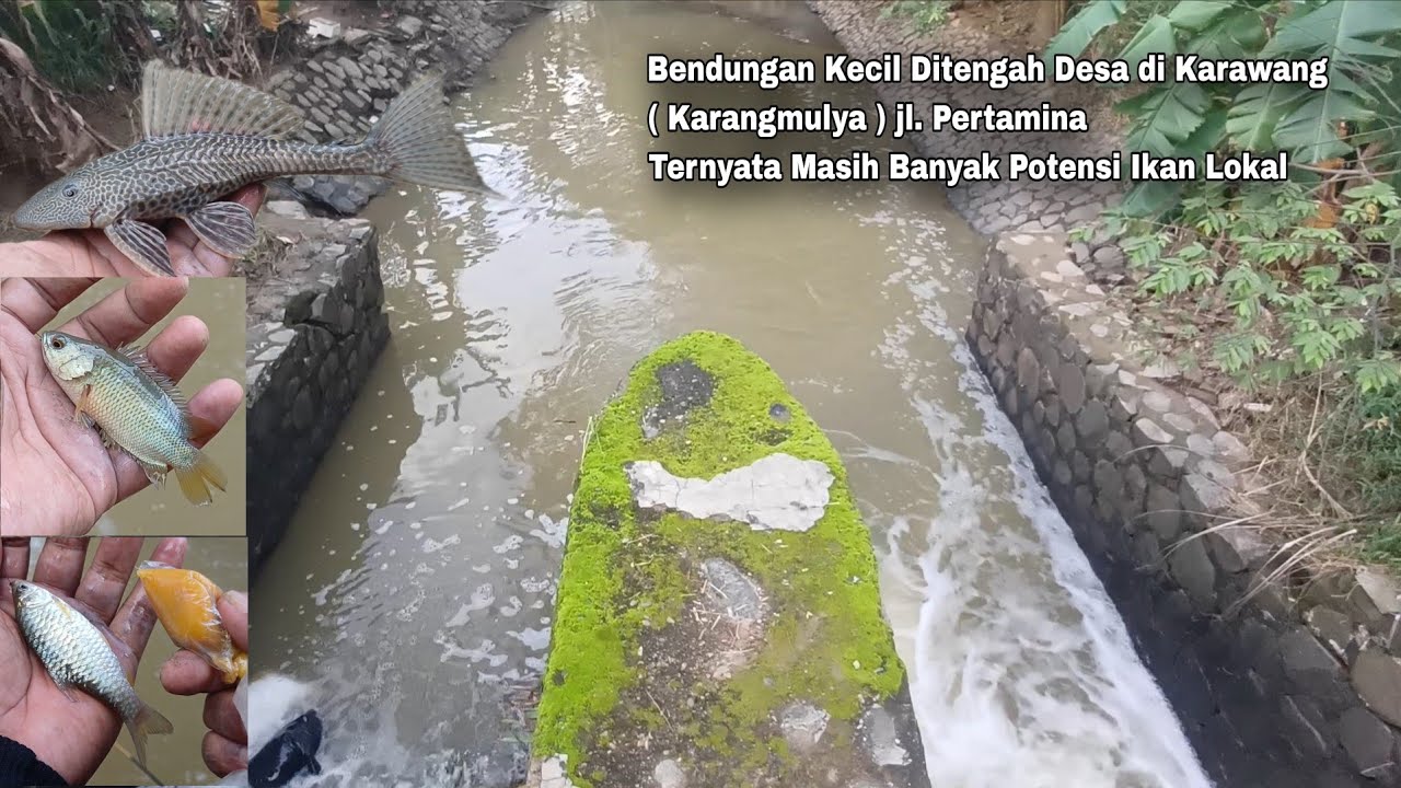 EXPLORE BENDUNGAN TERSEMBUNYI DI TENGAH DESA di KARAWANG, TERNYATA BANYAK POTENSI• Maps di deskripsi