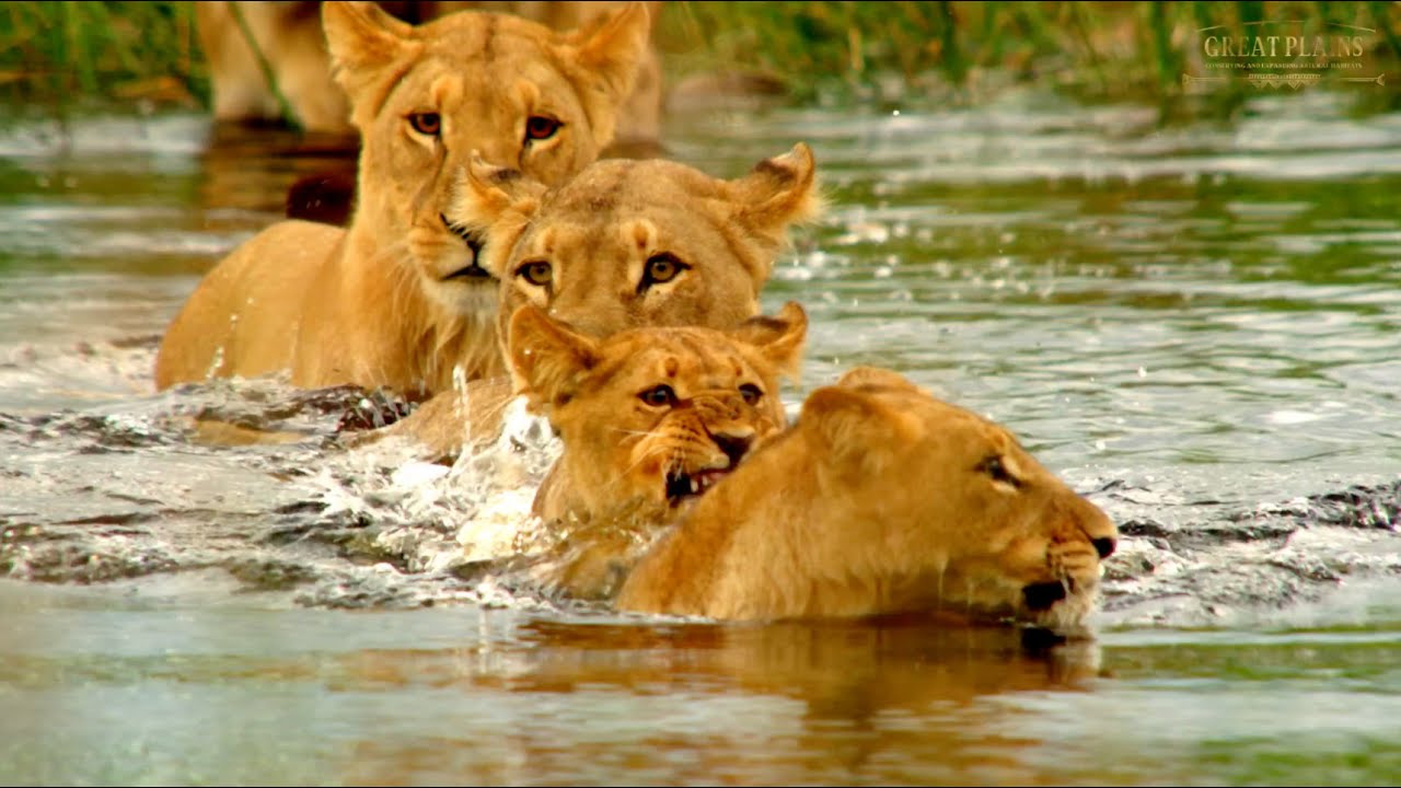 GREAT PLAINS | Duba Explorers Camp walk through