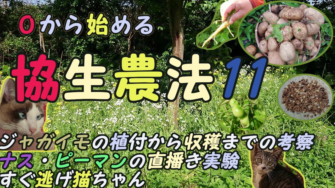 『SDGs農法と自然農』 ０から始める協生農法11 ジャガイモの植付から収穫までの考察 | ナス・ピーマンの直播き実験 | 豊作と不作 | すぐ逃げにゃんず n144