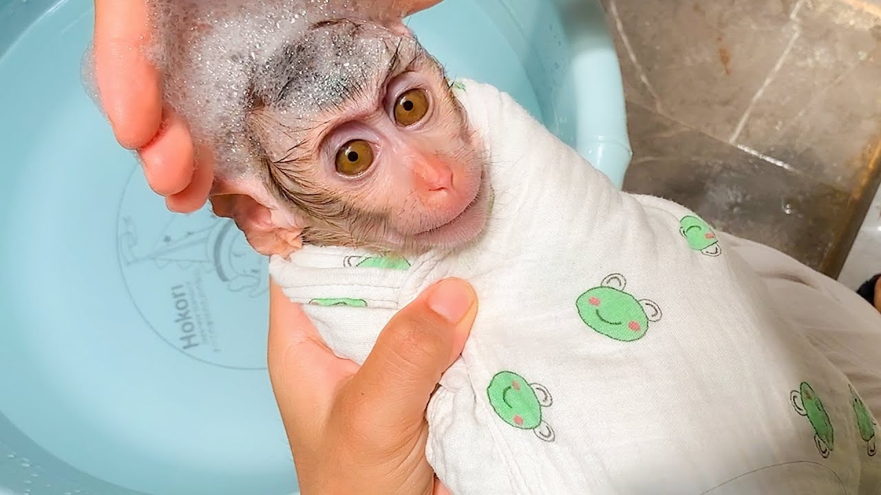 Monkey Puka feels relaxed when Mom washes and massages his head