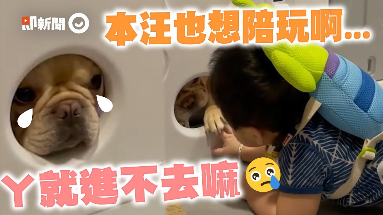 法鬥犬想陪弟玩進不去 「臉擠圍欄」狂發嚶嚶聲＋伸手｜寵物｜裝可憐｜萌娃｜精選影片
