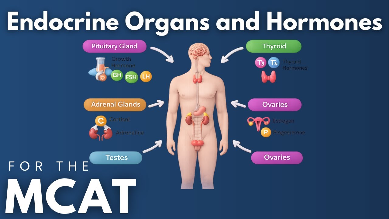 Раздел «Эндокринные органы и гормоны» экзамена MCAT: объяснение за 6 минут