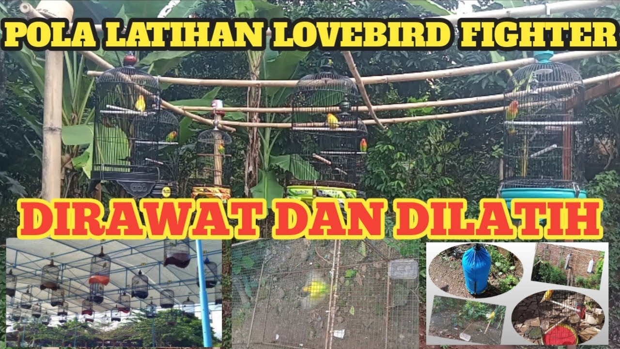 CARA MELATIH LOVEBIRD AGAR NGEKEK FIGHTER