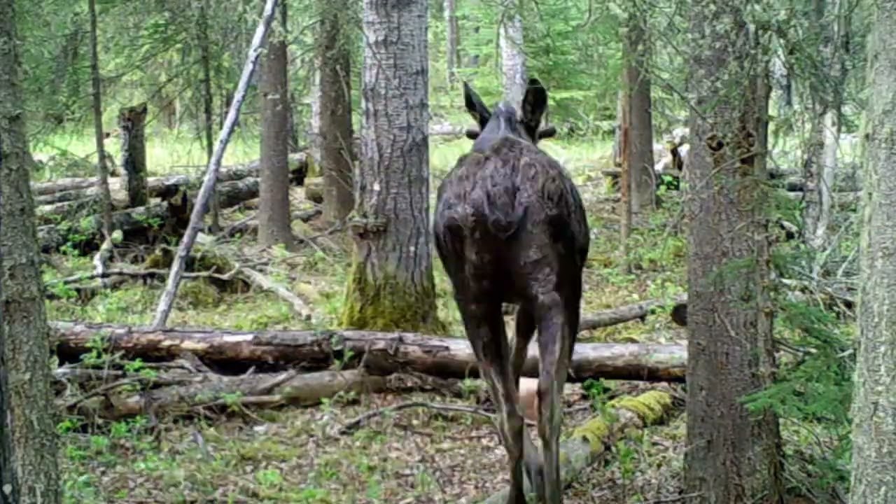 I Dropped A 45lb Salt Block In Northern BC, 6 Months Of Video Captures (species list in description)