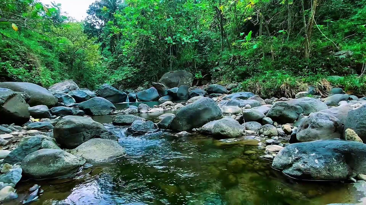 Forest River Calm Water Flow, Mountain Stream Sounds, Sleeping