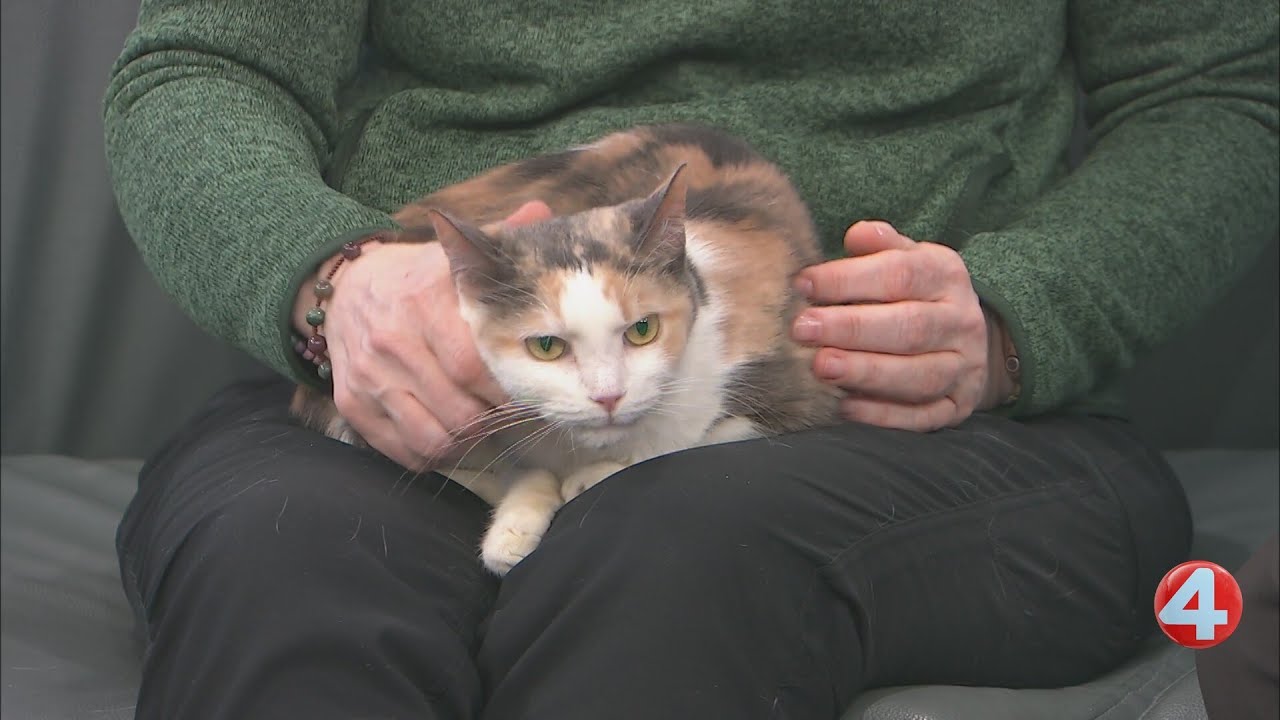 SPCA Monday: Fruitcake needs a 'furever' home