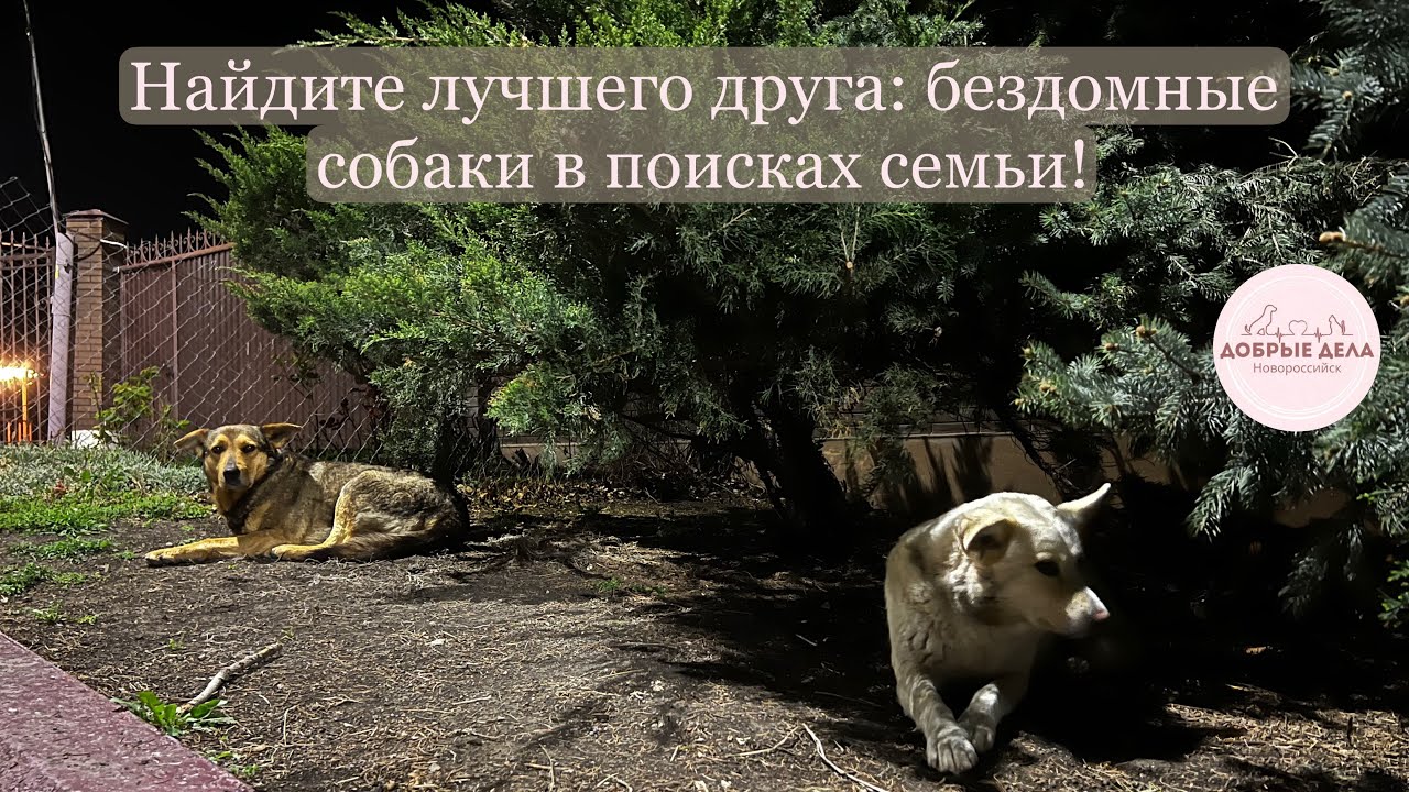 Найдите лучшего друга: бездомные собаки в поисках семьи!