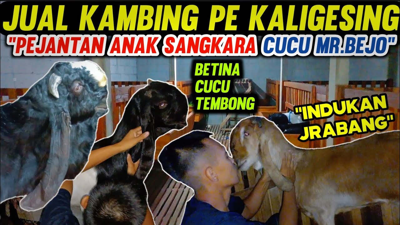 JUAL KAMBING PE KALIGESING | UPDATE HARGA PEJANTAN & INDUKAN BETINA SUPER