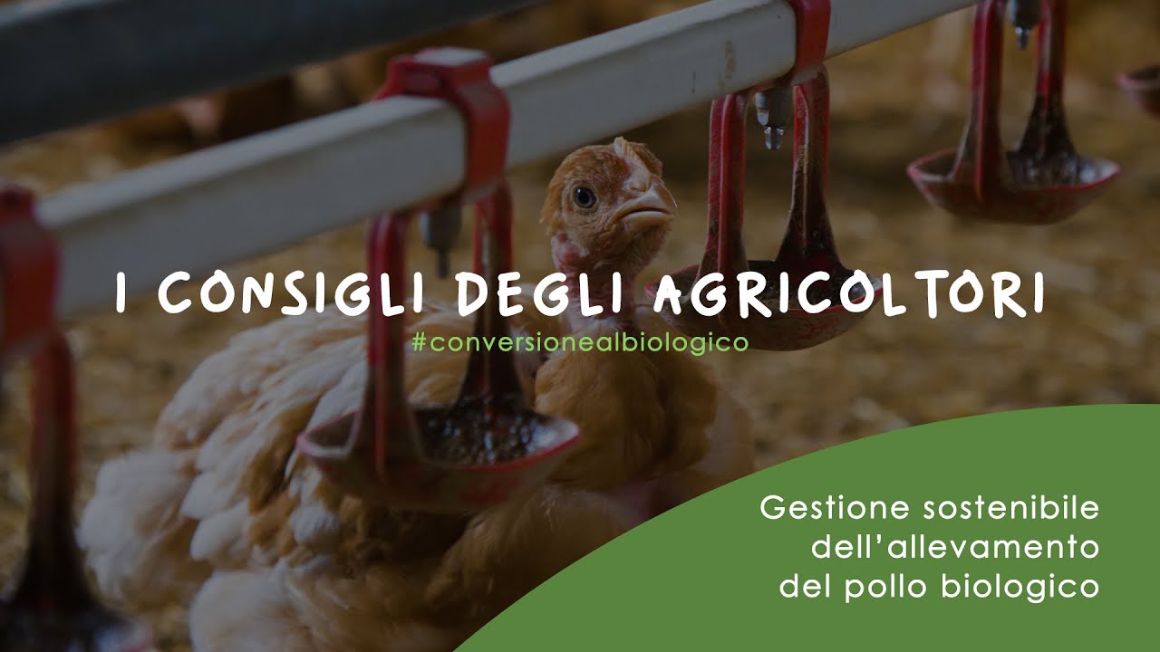 GESTIONE SOSTENIBILE DELL’ALLEVAMENTO DEL POLLO BIOLOGICO