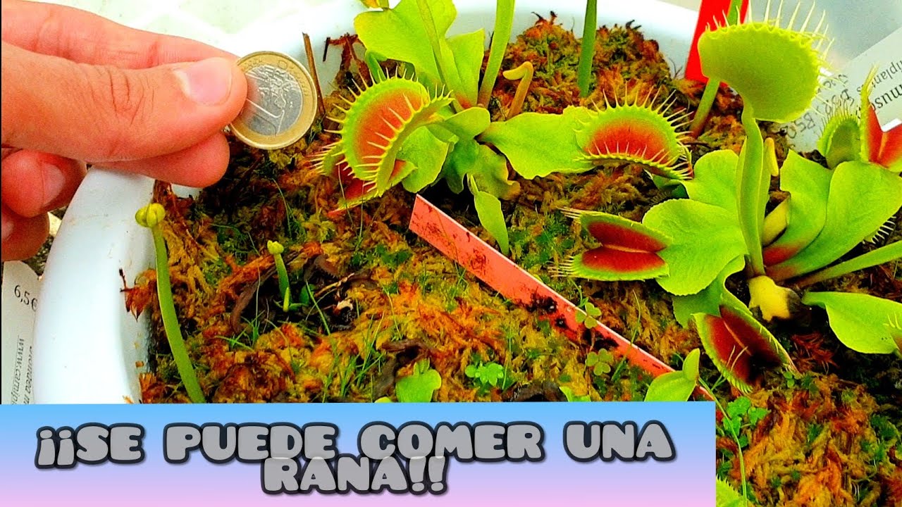 ¡¡CARNIPLANT Y SUS SUPER PLANTAS CARNÍVORAS!!