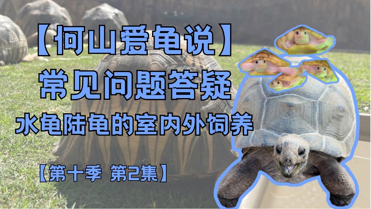 第十季 第2集：水龟和陆龟饲养常见问题答疑｜何山爱龟说｜水龟室外产蛋重点｜水龟简易室内环境｜高密度室内饲养陆龟健康不隆背