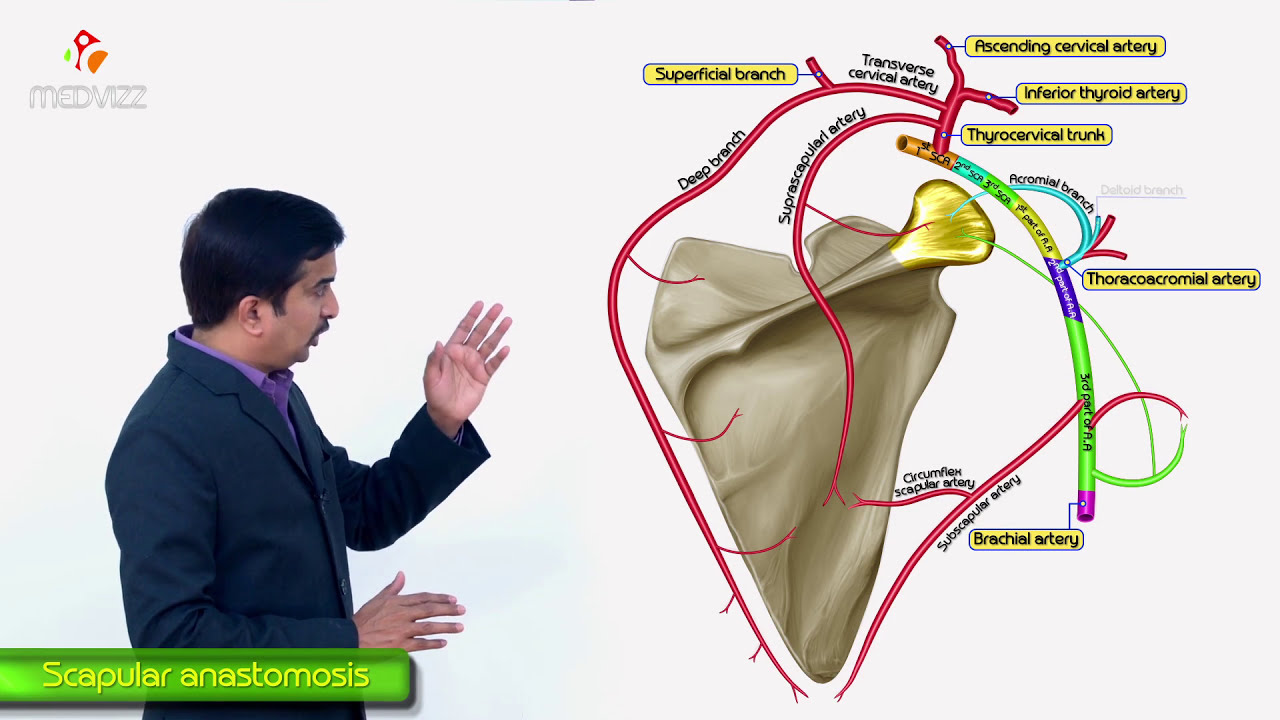 Arterial Anastomosis around the Scapula - Upper limb gross anatomy usmle step 1 videos