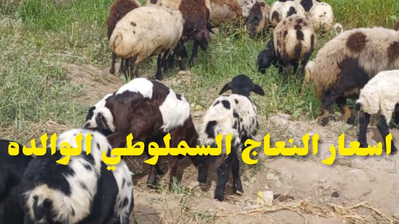 سعر ١١ نعجه سملوطي اصلي والدين جوز و فردي و فيهم عشر