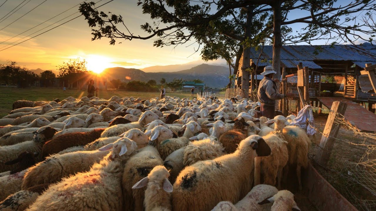 #sheep #sheepfarming  Qoyunçuluqla məşqul olmaq istəyirəm