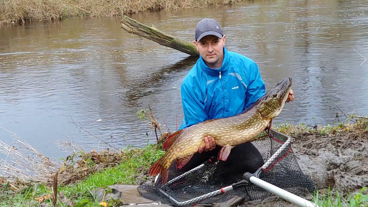 20lb River Tees Pike - Wednesday 18th November 2020 - Deadbaiting - Dream fish, fish of a lifetime!