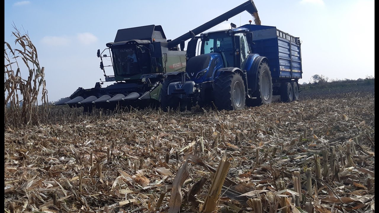 Koszenie qq na ziarno