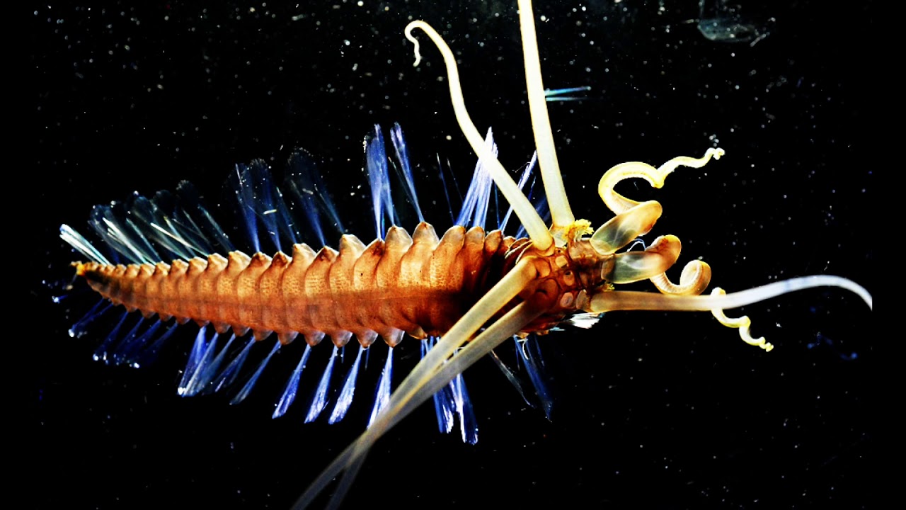 Squidworm - Deepsea Oddities