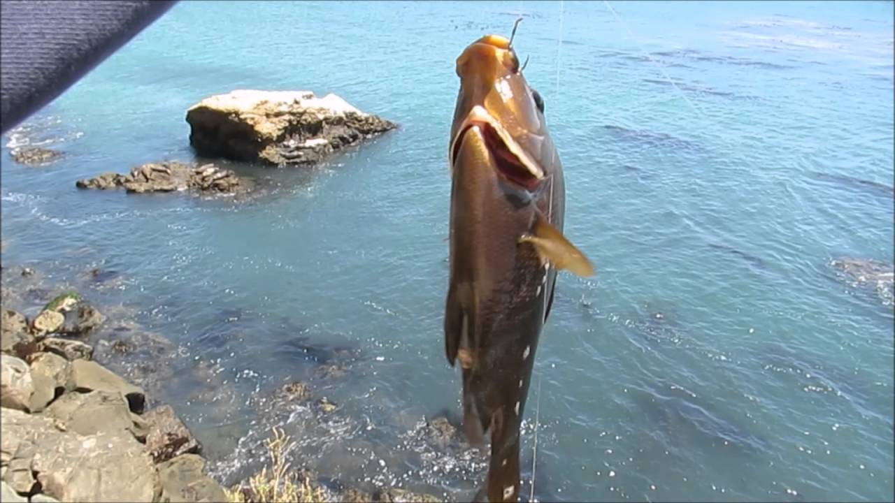 The MONSTER Perch of Avila Beach!