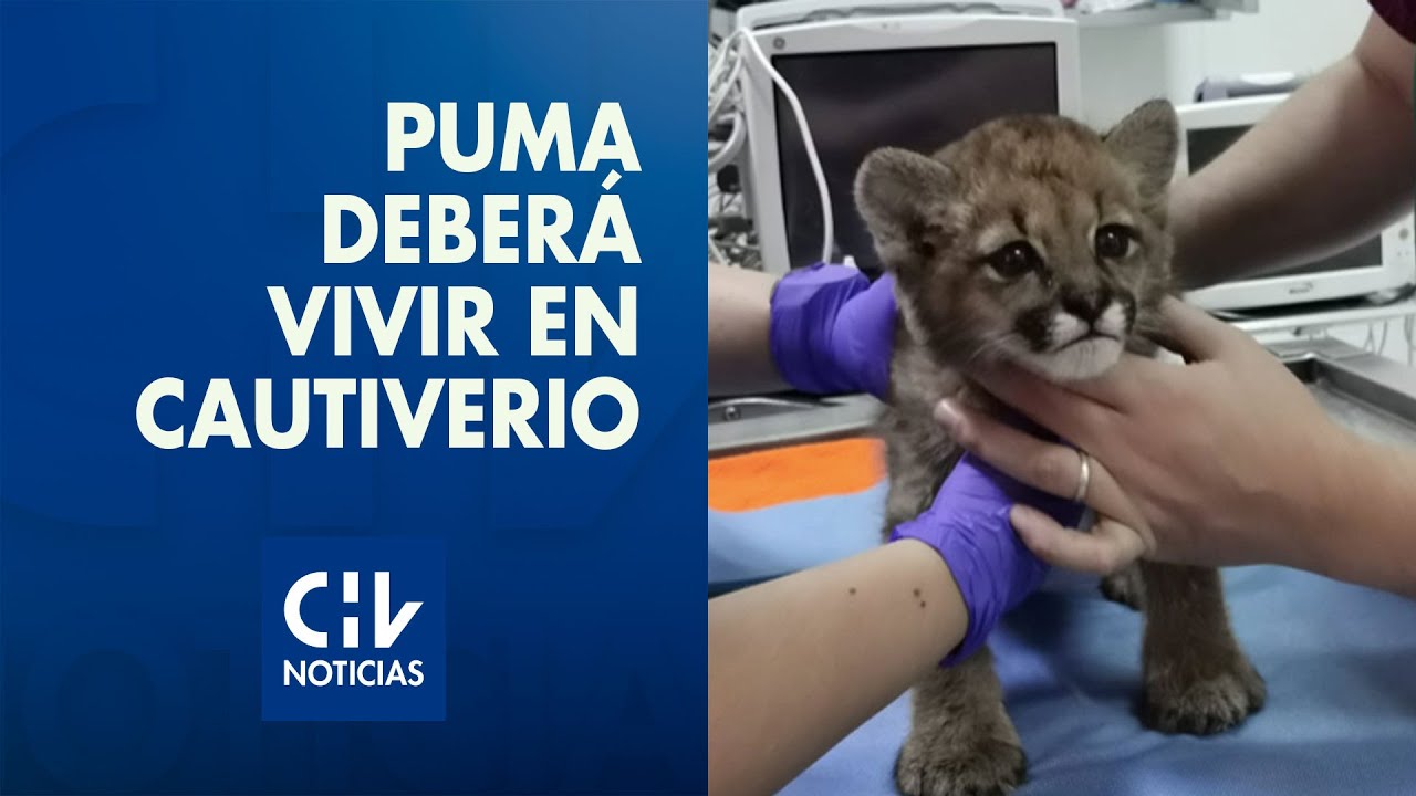 Puma bebé fue encontrado sin su madre: Lo rescataron, pero no podrá volver a la naturaleza