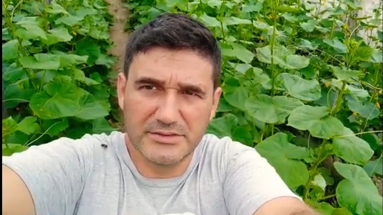 Copilirea castraveților pentru începători și avansați