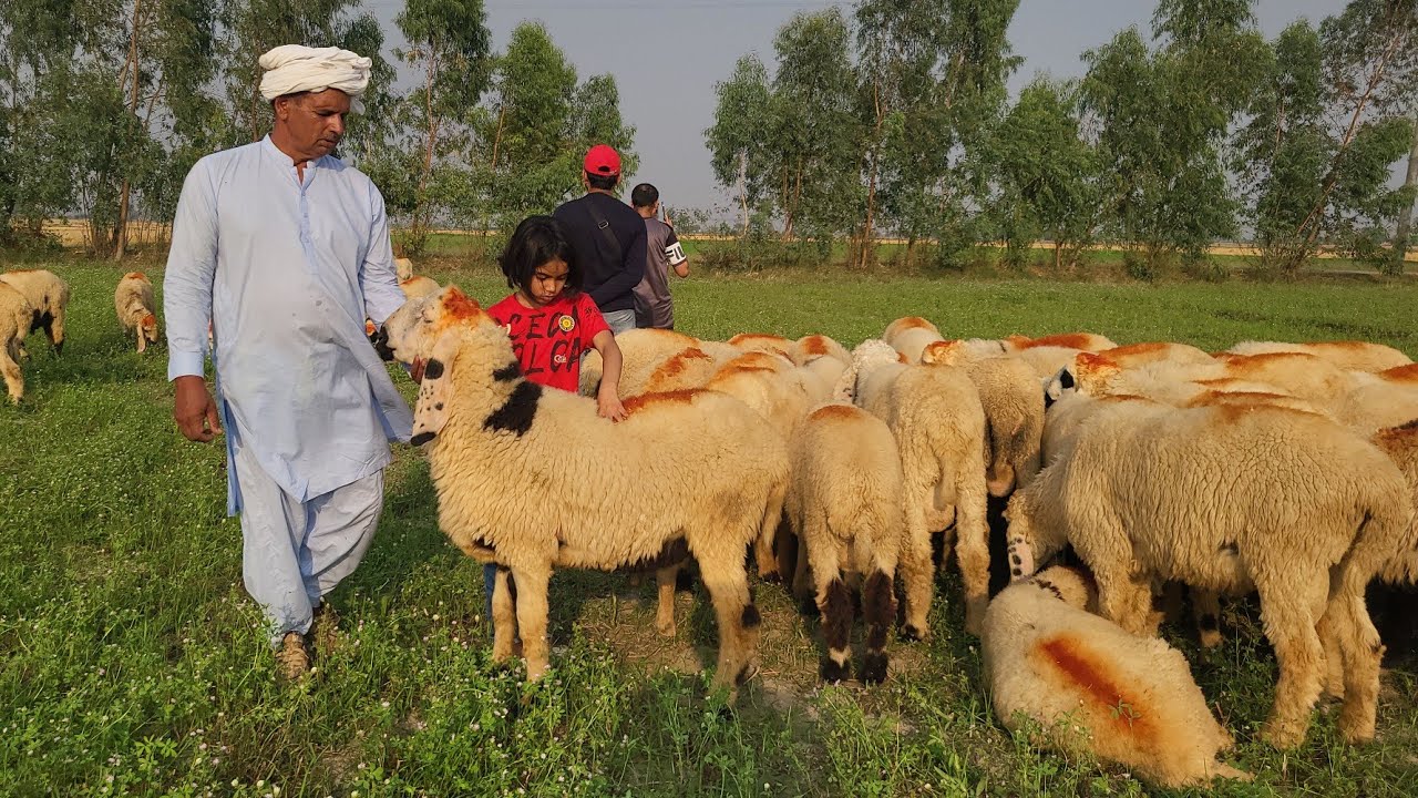 Ajwa Goat Farm Desi Chatre Qurbani 2025 Mazhar biba official