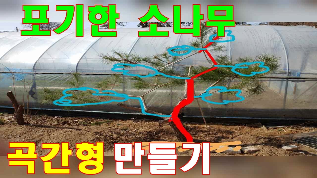 뭉친소나무 곡간형만들기-소나무를 키우실때 어느 수형이든 어리고 약한 속가지를 살려 두시면 멋진 수형이 됩니다 #소나무관리 #소나무 수형 #정원관리 #소나무전지