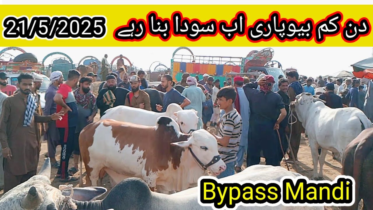 Bypass Mandi | Today update mandi 2025 | Qurbani ka Sasta Maal | Live soda