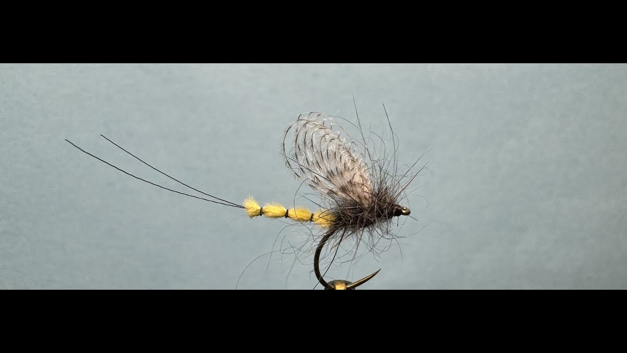 Mouche de MAI