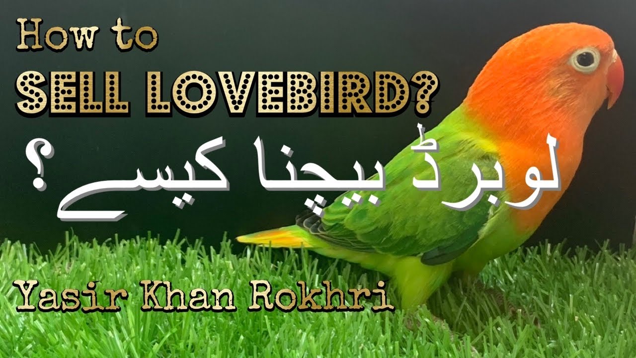 How to sell Lovebirds | Yasir Khan Rokhri