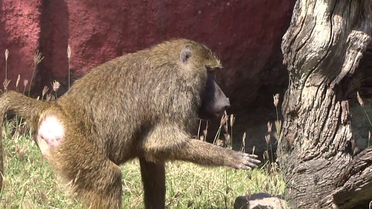 guinea baboon