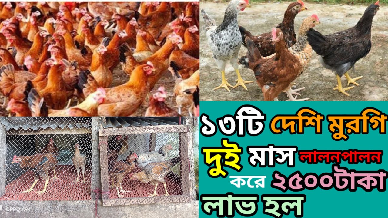 ১৩ টি দেশি মুরগি দুই মাস পালন করে কত টাকা লাভ হল? || দেশি মুরগি || Bismillah Roof & Agro