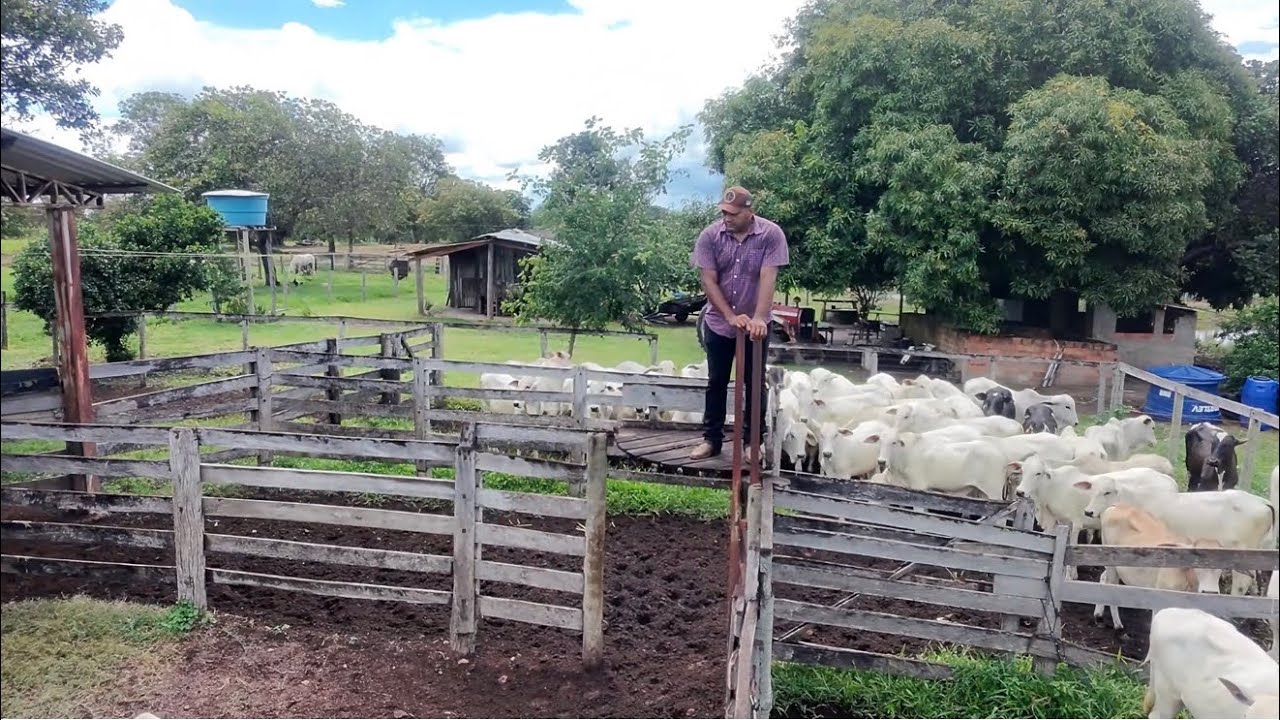 Apartando os garrotes🐂