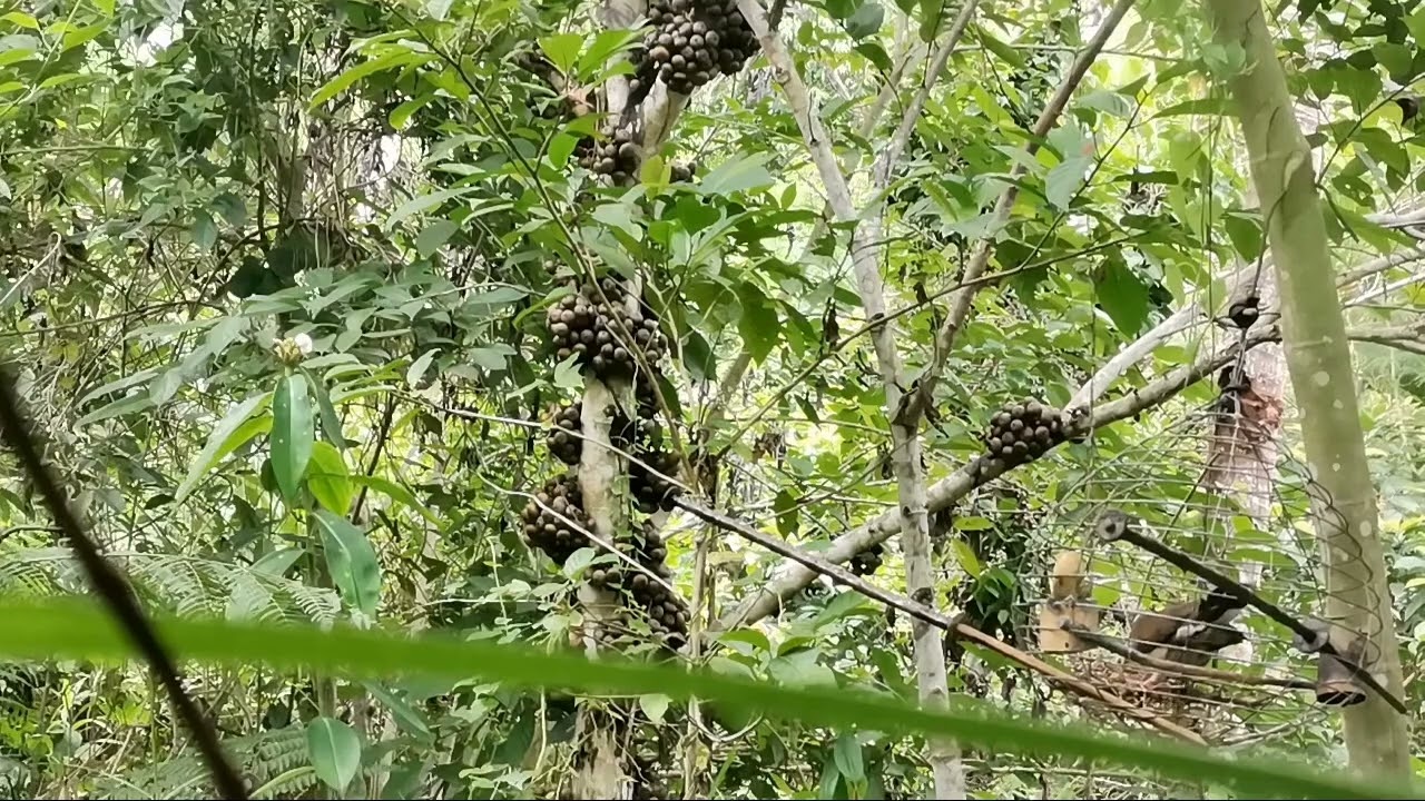 alimokon adventure nasad ta guys dala kos tabunan@lundag area...