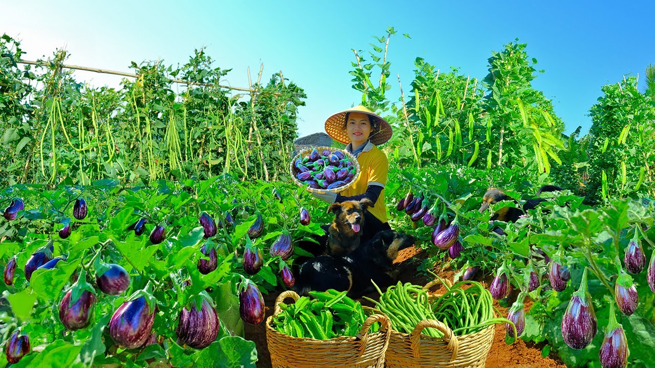 Harvesting Eggplant Dewdrop, Yardlong Beans, Winged Beans Goes To Market Sell, Wash Car, Weed Garden
