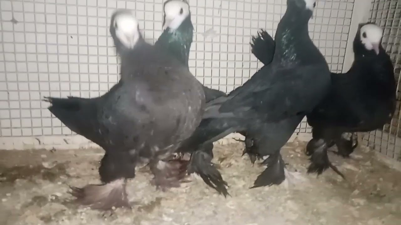 Choha khalsa kallar sayden 03485987772