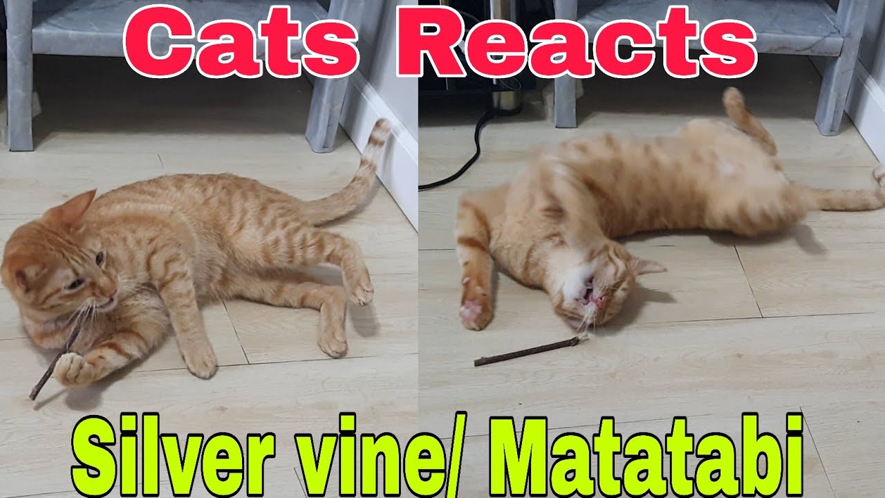 Cats Reacts to SILVER VINE / MATATABI STICKS FOR CATS | TESTING OUT