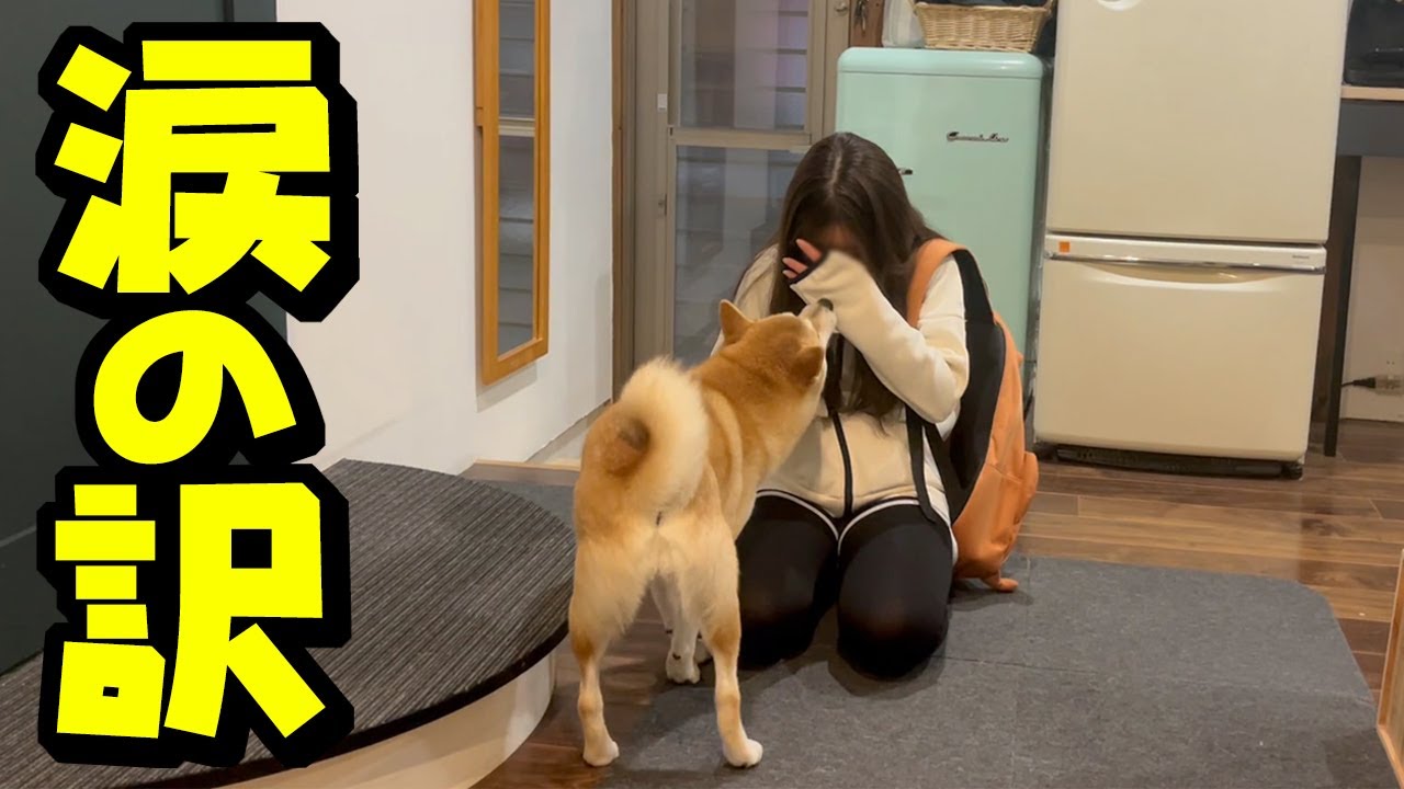 初めて娘が泣いて帰って来た日…心配する柴犬姉妹、涙のわけは…