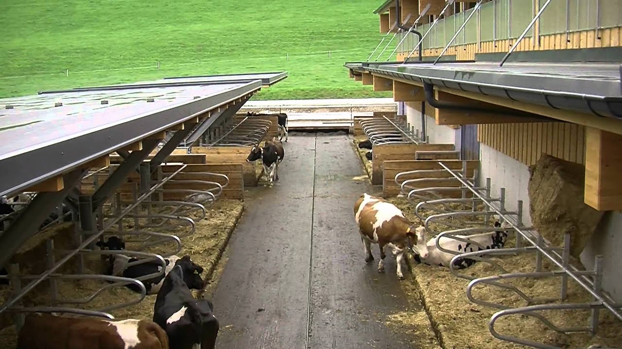 LFZ Raumberg-Gumpenstein - Rinderforschungsstall