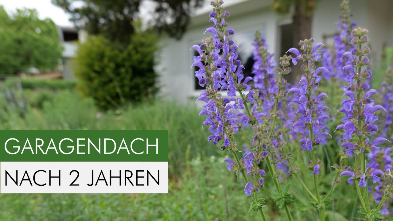 2 Jahre später: So entwickelt sich unser Garten im Halbschatten & auf dem Garagendach!