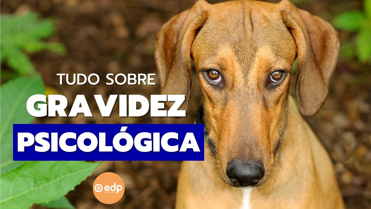 209 | SINTOMAS E TRATAMENTO PARA GRAVIDEZ PSICOLÓGICA DE CACHORRO E GATO