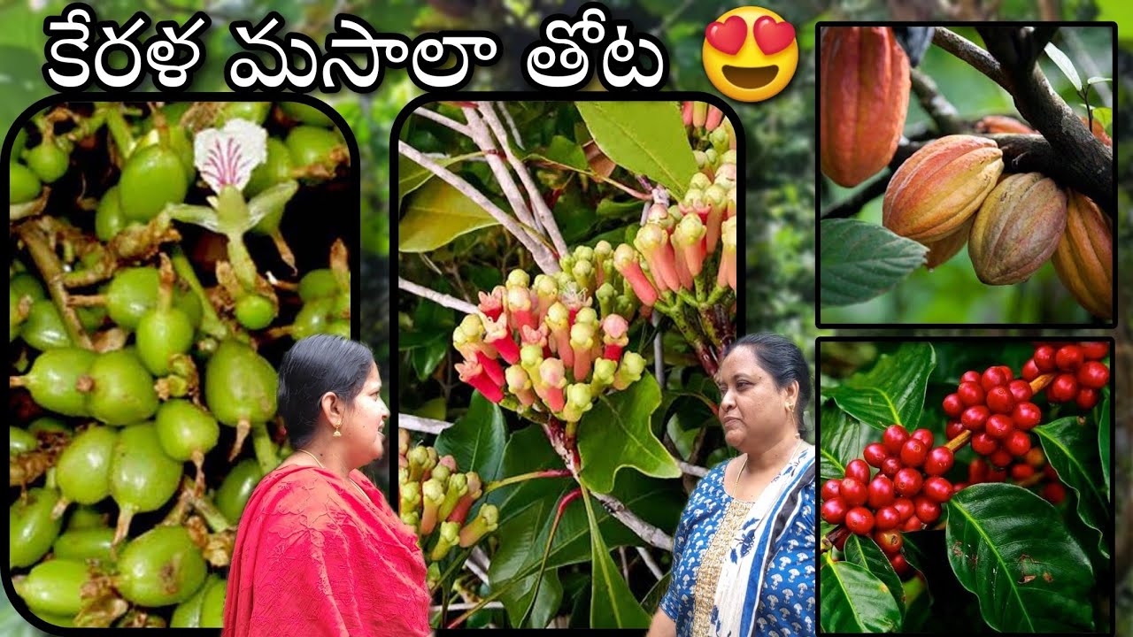 🔴కేరళ మసాలా గార్డెన్ టూర్ / Kerala spice garden tour |ENG SUB #premasgarden #kerala