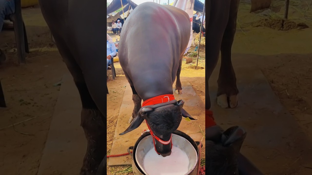 The price of this buffalo is in crores