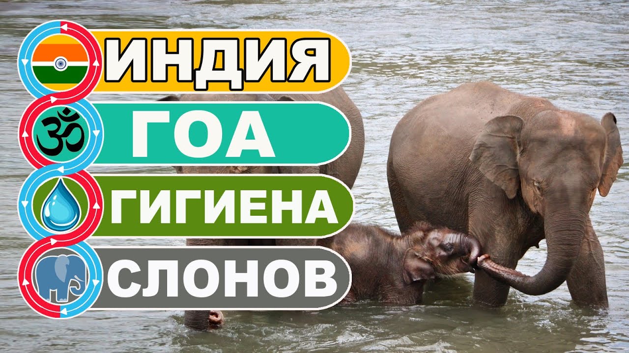 Индия Гоа / Купание индийских слонов / JUNGLE BOOK PARK