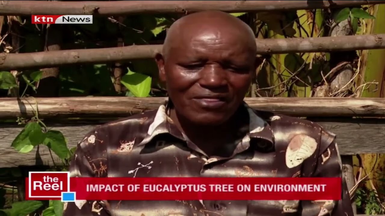 Impact of the eucalyptus trees on the environment | The reel