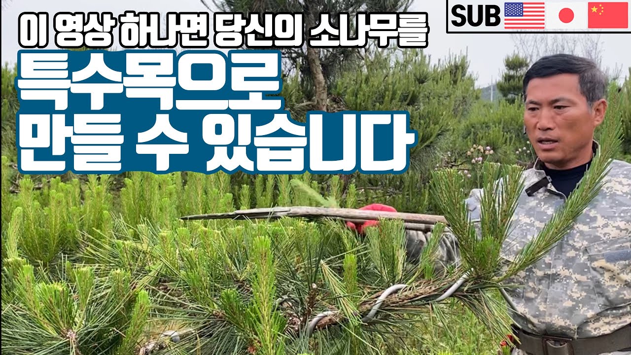 [SUB] 초보자도 할 수 있는 전원주택 소나무 전지, 개밥(상순)곡전지!