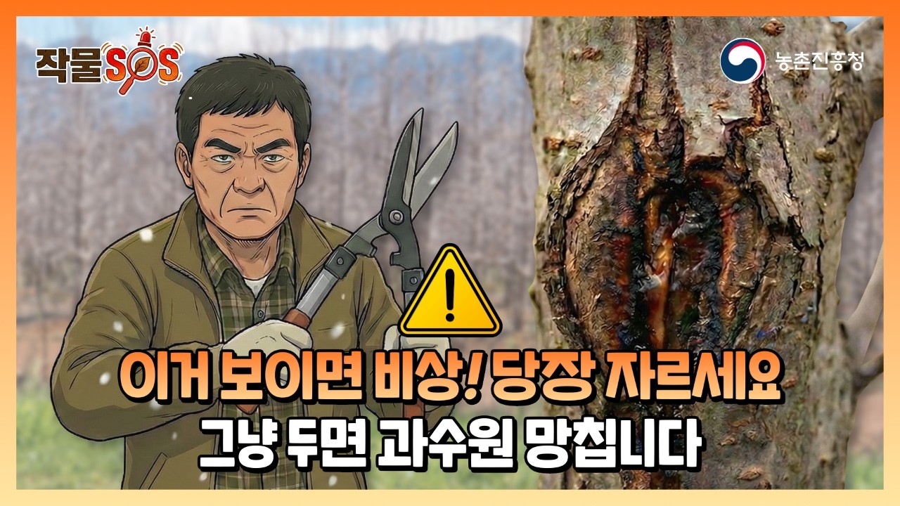 과수원 농부님들 주목해 주세요! 📢 '이것' 안 하면 보상금 10% 깎입니다! 겨울철 과수화상병 궤양 완전 정복 👌